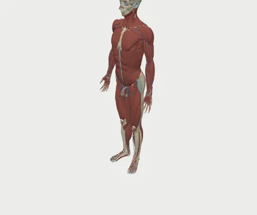 The full body at the closest level of detail