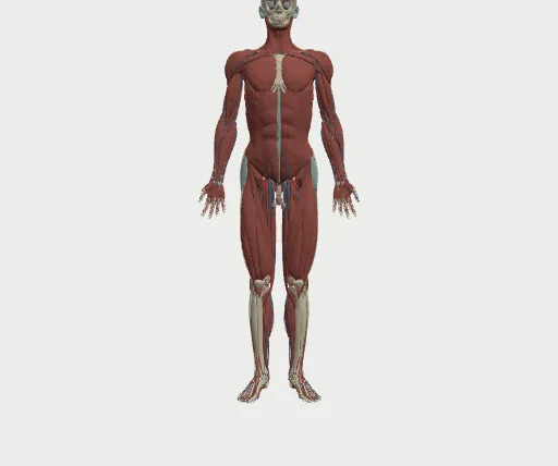 The full body at the near level of detail
